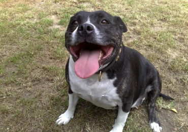 staffordshire bull terier rescue staffordshire bull terier rescue