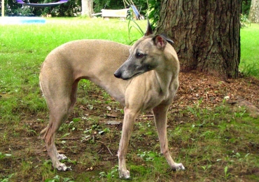 whippets for adoption whippets for adoption