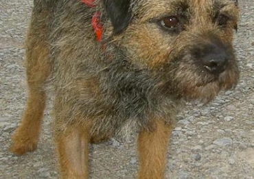Dog From Croft Kennel Bridgend Dog From Croft Kennel Bridgend