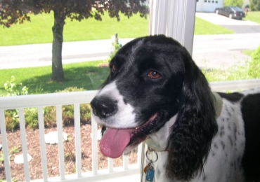 english springer spaniel rescue english springer spaniel rescue