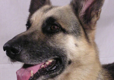 Leigh Cats And Dogs Home Review Leigh Cats And Dogs Home Review