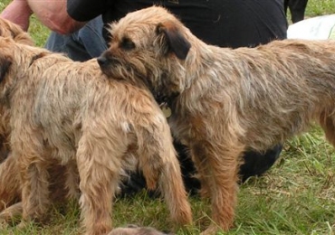 Border Terrier Welfare / Rescue Review
