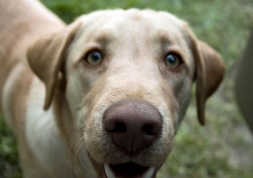 second chance rescue second chance rescue