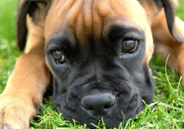 boxer rescue boxer rescue